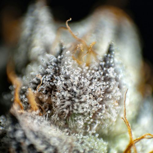 The Good, the Bad, and the Blunt Truth: Cannabis Legalization